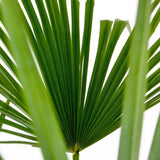 Palmier Morisca Trachycarpus Fortunei, 80 cm, rezistent la ger, frunzis exotic, crestere moderata