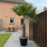 Palmier Morisca Trachycarpus Fortunei, 80 cm, rezistent la ger, frunzis exotic, crestere moderata