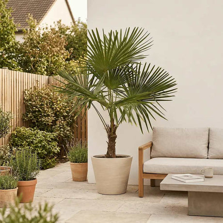 Palmier Morisca Trachycarpus Fortunei, 80 cm, rezistent la ger, frunzis exotic, crestere moderata