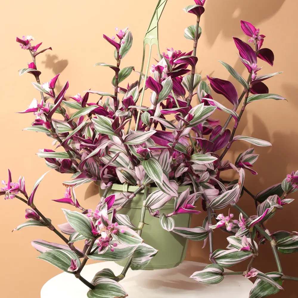 Tradescantia Albiflora Nanouk, 15 cm, planta de interior curgatoare, cu frunze roz-verde