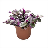 Tradescantia Albiflora Nanouk, 15 cm, planta de interior curgatoare, cu frunze roz-verde