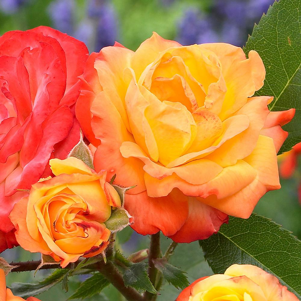 Trandafir Catarator galben-portocaliu-rosu Climbing Rumba, inflorire repetata - VERDENA-50-70 cm inaltime, livrat in ghiveci de 3 l