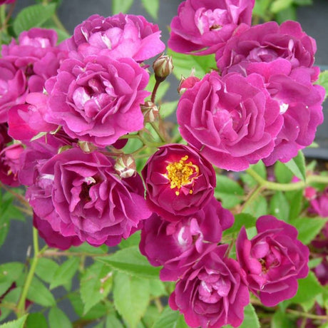 Trandafir Catarator liliachiu-violet Perennial Blue, inflorire repetata - VERDENA-80 cm inaltime, livrat in ghiveci de 5 l
