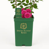 Trandafir englezesc David Austin Rosa Gabriel Oak, flori roz magenta intens intens, parfumate, rezistent la frig, inflorire continua