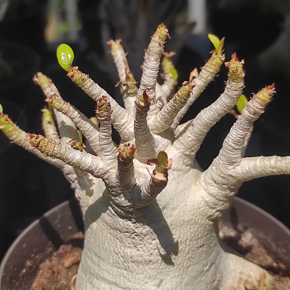 Trandafirul desertului Baobab Bonsai (Adenium Ansu Baobab) - VERDENA - 30 cm inaltime, ghiveci de 2 l