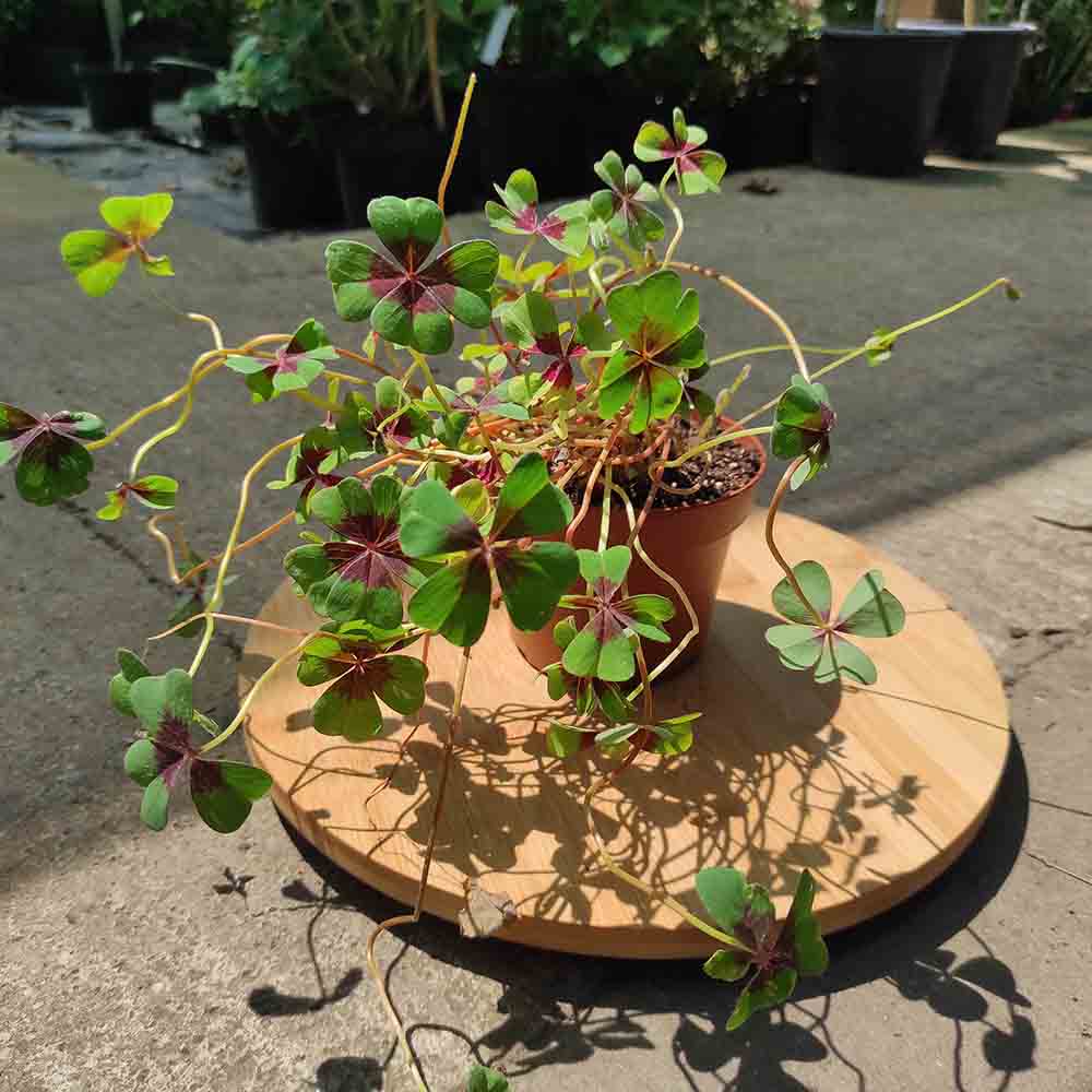 Trifoi Nobil Iron Cross (Oxalis triangularis) - VERDENA - 20 cm inaltime, ghiveci de 1.3 l