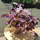 Trifoi Nobil Purpuriu (Oxalis triangularis) - VERDENA - 20 cm inaltime, ghiveci de 1.2 l