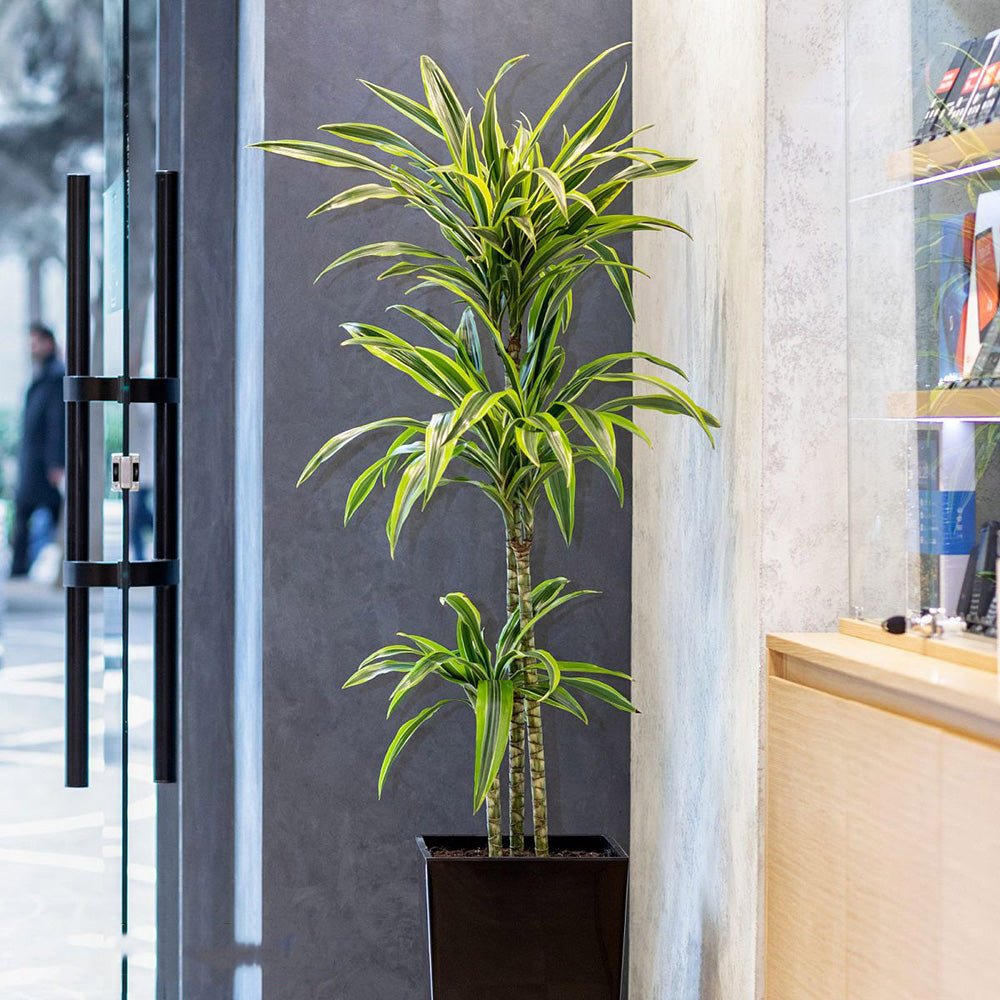Trunchiul Fericirii (Dracena) Lemon Lime,  85 cm, planta de apartament decorativa cu frunze verzi galbene, 2 Tulpini