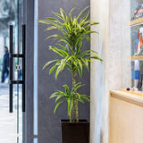 Trunchiul Fericirii (Dracena) Lemon Lime,  85 cm, planta de apartament decorativa cu frunze verzi galbene, 2 Tulpini