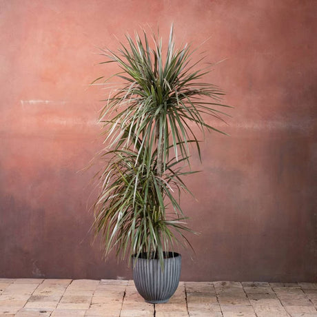 Trunchiul Fericirii (Dracena) Marginata, 3 Tulpini - 130 cm