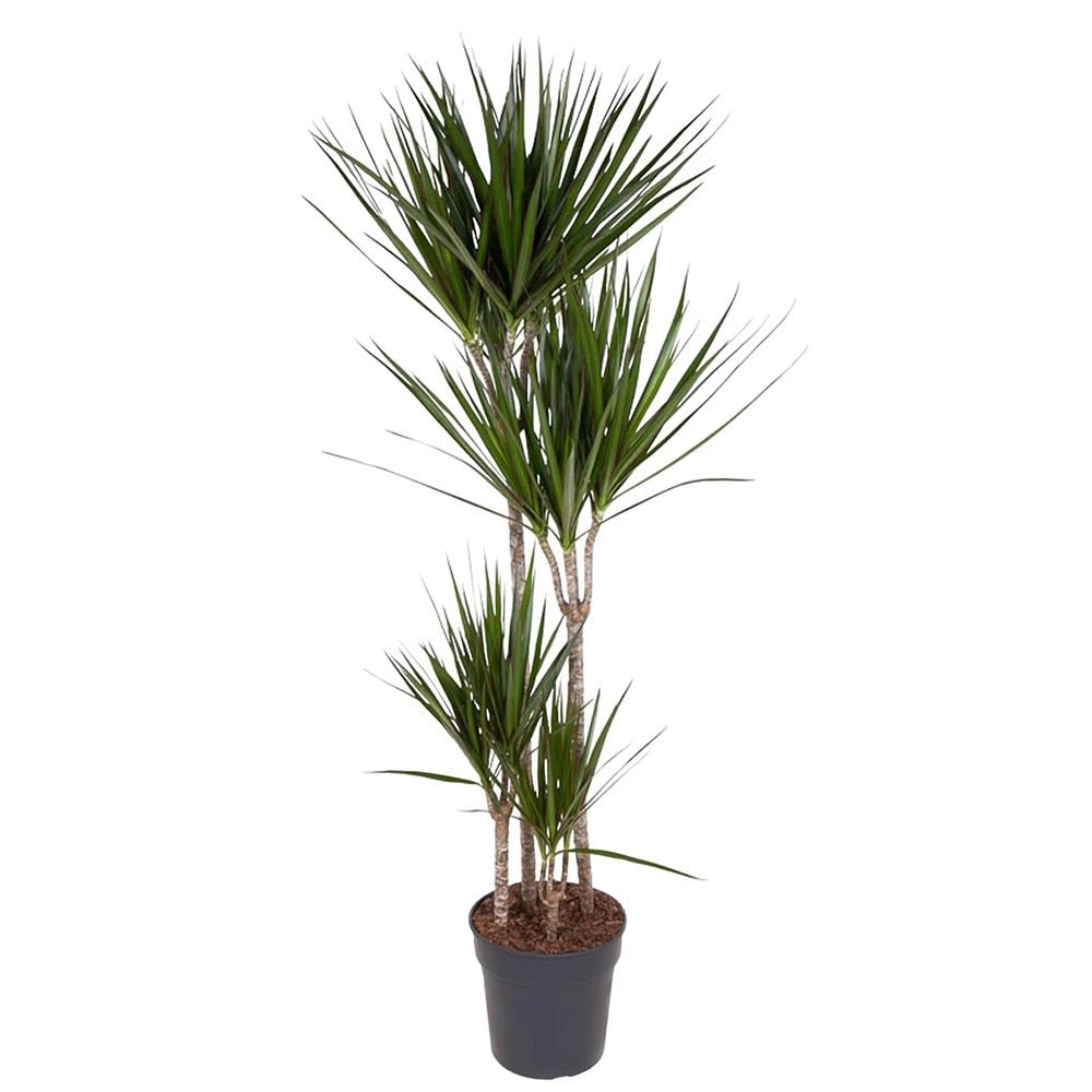 Trunchiul Fericirii (Dracena) Marginata, 4 Tulpini - 150 cm