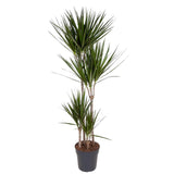 Trunchiul Fericirii (Dracena) Marginata, 4 Tulpini - 150 cm