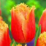 Bulbi Lalele Lambada, set 7 buc cu flori portocaliu-somon cu margini dantelate, inflorire aprilie, ideali pentru borduri si flori taiate