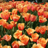 Bulbi Lalele Lambada, set 7 buc cu flori portocaliu-somon cu margini dantelate, inflorire aprilie, ideali pentru borduri si flori taiate