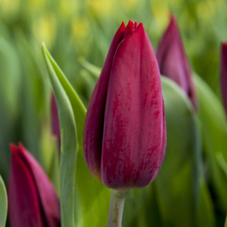 Bulbi Lalele Strong Love, set de 7 buc cu flori rosu intens, inflorire aprilie, crestere rapida