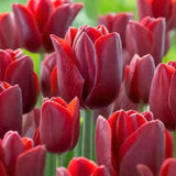 Bulbi Lalele Strong Love, set de 7 buc cu flori rosu intens, inflorire aprilie, crestere rapida