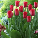 Bulbi Lalele Strong Love, set de 7 buc cu flori rosu intens, inflorire aprilie, crestere rapida