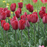 Bulbi Lalele Strong Love, set de 7 buc cu flori rosu intens, inflorire aprilie, crestere rapida