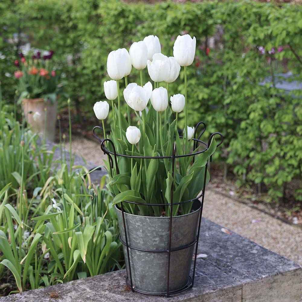 Bulbi Lalele Triumph White, set de 5 buc cu flori albe, inflorire aprilie, rezistent la frig