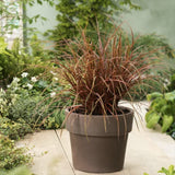 Black Friday - Reduceri Iarba Ornamentala Carex Rogoz Everflame, rosu-burgundiu Promotie