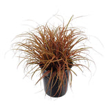 Black Friday - Reduceri Iarba Ornamentala Carex Rogoz Everflame, rosu-burgundiu Promotie