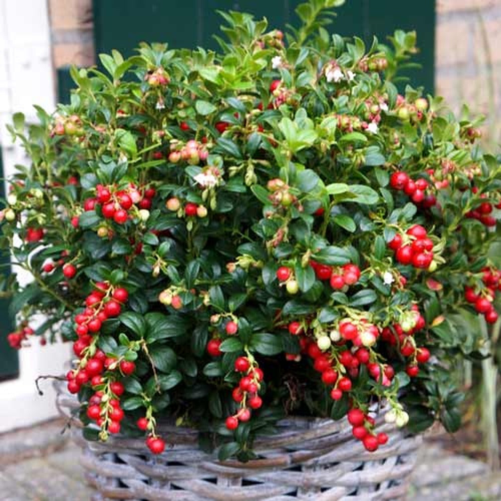 Merisor de Padure Miss Cherry (Vaccinium vitis-idaea), arbust cu fructe rosii mici, gust acrisor-amarui