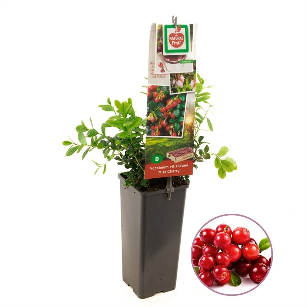 Merisor de Padure Miss Cherry (Vaccinium vitis-idaea), arbust cu fructe rosii mici, gust acrisor-amarui