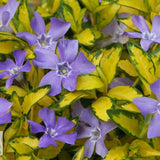 Black Friday - Reduceri Saschiu cu frunza mica aurie, tarator, vesnic verde Illumination (Vinca Minor Illumination) Promotie