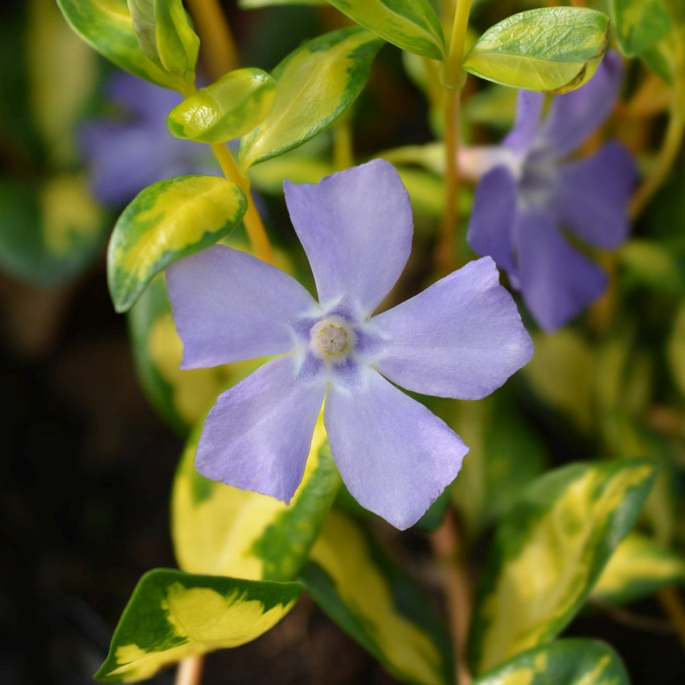 Black Friday - Reduceri Saschiu cu frunza mica aurie, tarator, vesnic verde Illumination (Vinca Minor Illumination) Promotie