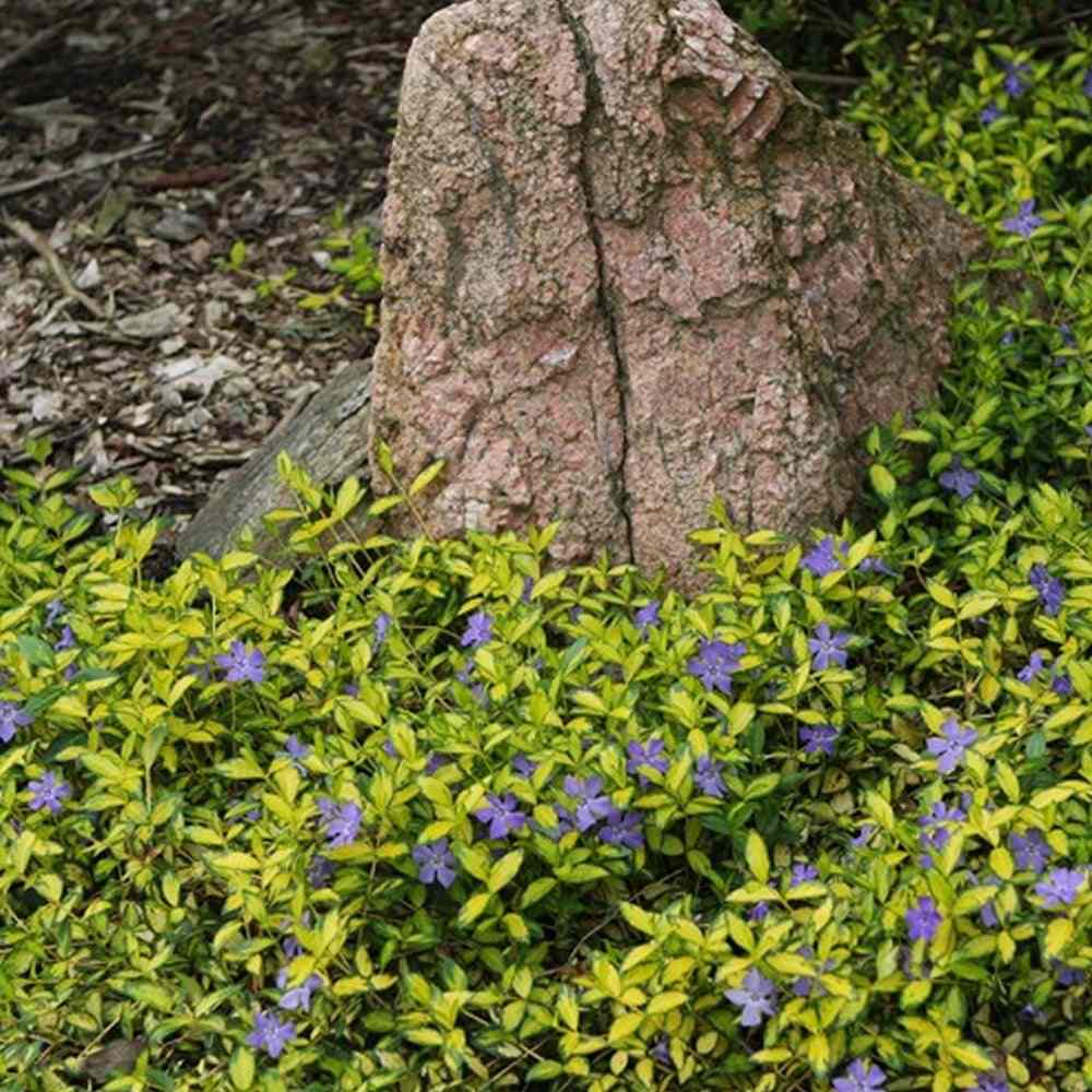 Black Friday - Reduceri Saschiu cu frunza mica aurie, tarator, vesnic verde Illumination (Vinca Minor Illumination) Promotie