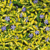 Black Friday - Reduceri Saschiu cu frunza mica aurie, tarator, vesnic verde Illumination (Vinca Minor Illumination) Promotie