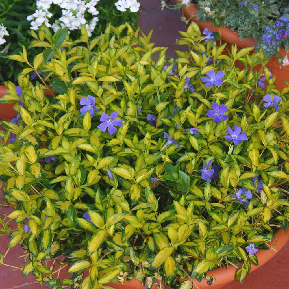 Black Friday - Reduceri Saschiu cu frunza mica aurie, tarator, vesnic verde Illumination (Vinca Minor Illumination) Promotie