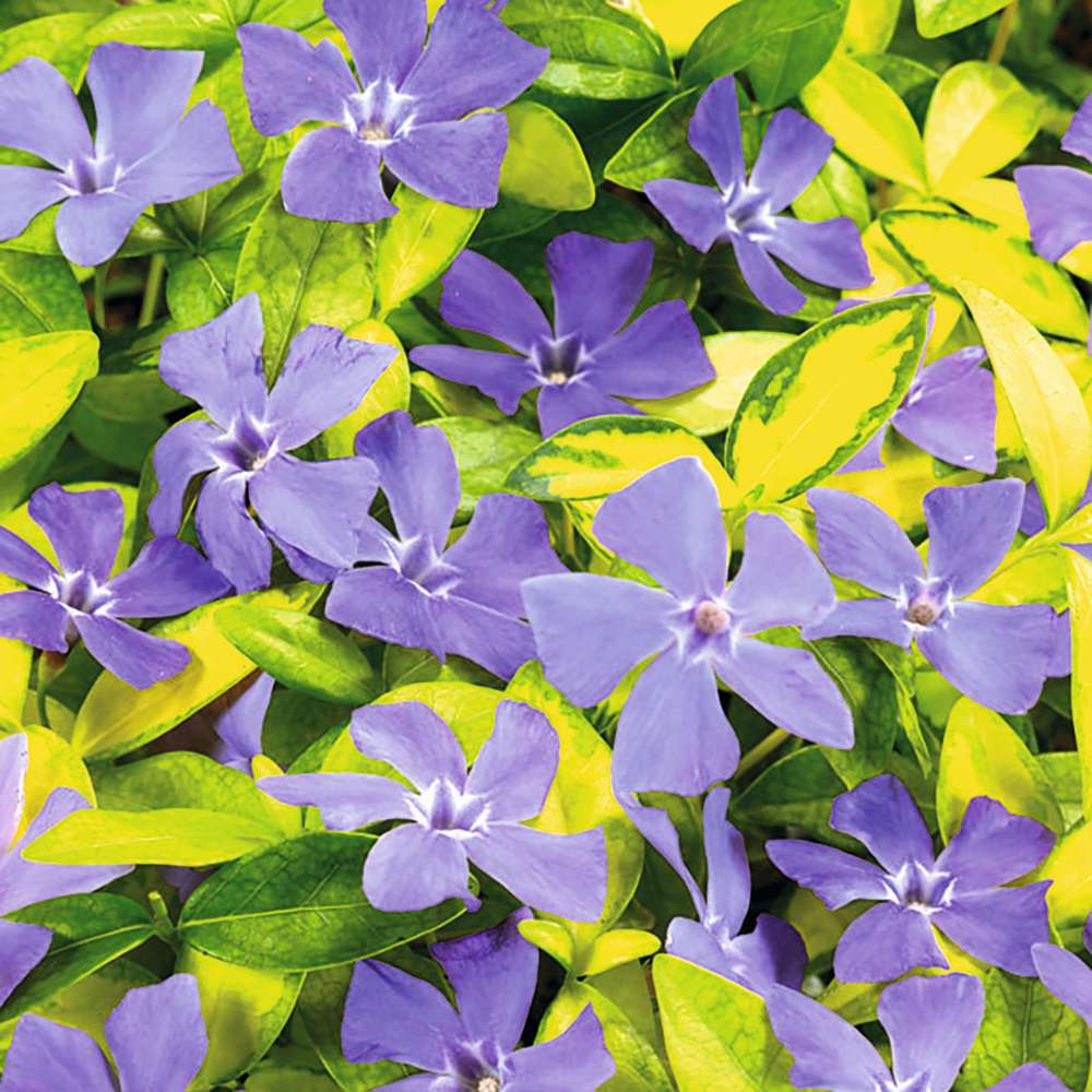 Saschiu cu frunza mica aurie, tarator, vesnic verde Illumination (Vinca Minor Illumination)