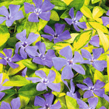 Black Friday - Reduceri Saschiu cu frunza mica aurie, tarator, vesnic verde Illumination (Vinca Minor Illumination) Promotie