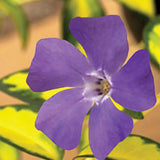 Black Friday - Reduceri Saschiu cu frunza mica aurie, tarator, vesnic verde Illumination (Vinca Minor Illumination) Promotie