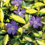 Black Friday - Reduceri Saschiu cu frunza mica aurie, tarator, vesnic verde Illumination (Vinca Minor Illumination) Promotie