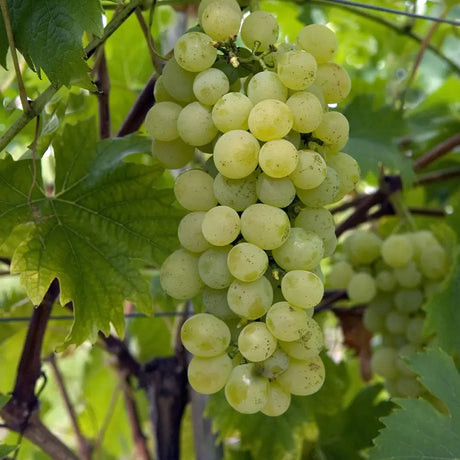 Vita de Vie (Vitis vinifera) Fanny, cu struguri mari verzi-aurii, an 2 pe rod