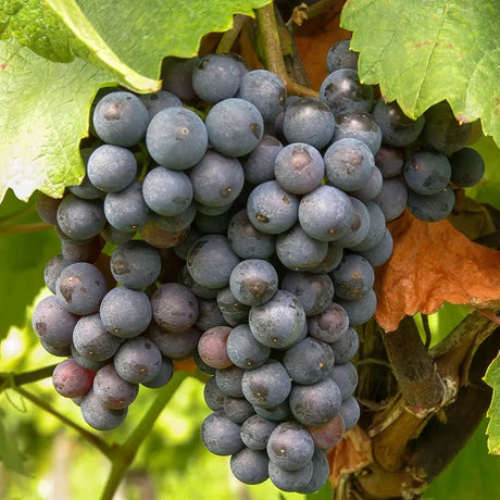 Vita de Vie (Vitis vinifera) Michele Palieri, cu struguri mari negri, an 2 pe rod