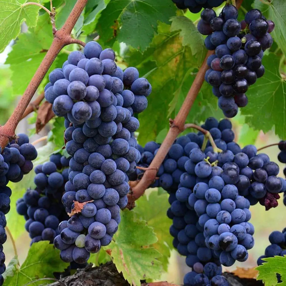 Vita de Vie (Vitis vinifera) Moscat Blue, cu struguri mari albastri, an 2 pe rod