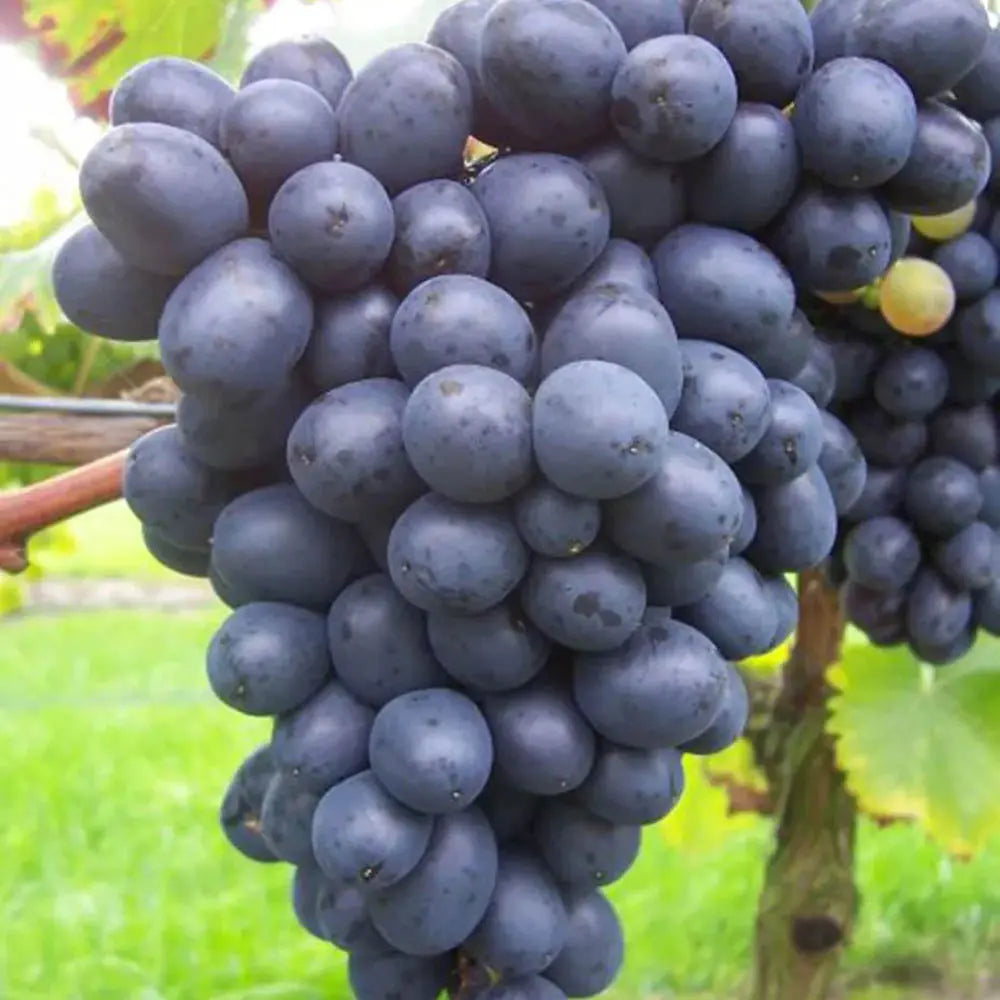 Vita de Vie (Vitis vinifera) Nero, cu struguri mari negri, an 2 pe rod