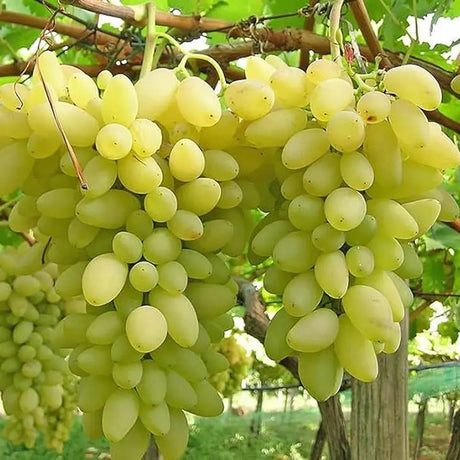 Vita de Vie (Vitis vinifera) Pizzutello Bianco, cu struguri mari albi, an 2 pe rod