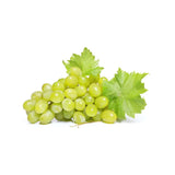 Vita de Vie (Vitis vinifera) Sophia, cu struguri mari albi, an 2 pe rod