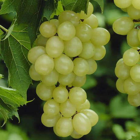 Vita de Vie (Vitis vinifera) Sugraone, cu struguri mari albi, an 2 pe rod