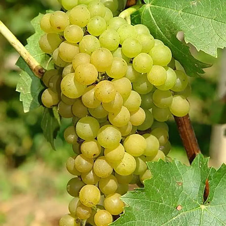 Vita de Vie (Vitis vinifera) Superior, fara samburi, cu struguri mari albi, an 2 pe rod