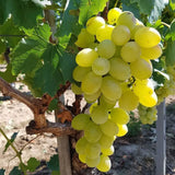 Vita de Vie (Vitis vinifera) Vittoria, cu struguri mari albi, an 2 pe rod