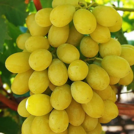 Vita de Vie (Vitis vinifera) Vittoria, cu struguri mari albi, an 2 pe rod