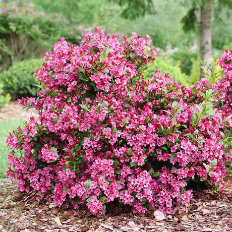 Weigela Minuet, cu flori roz si mijloc galben - VERDENA - 40 - 50 cm inaltime, ghiveci de 3 l