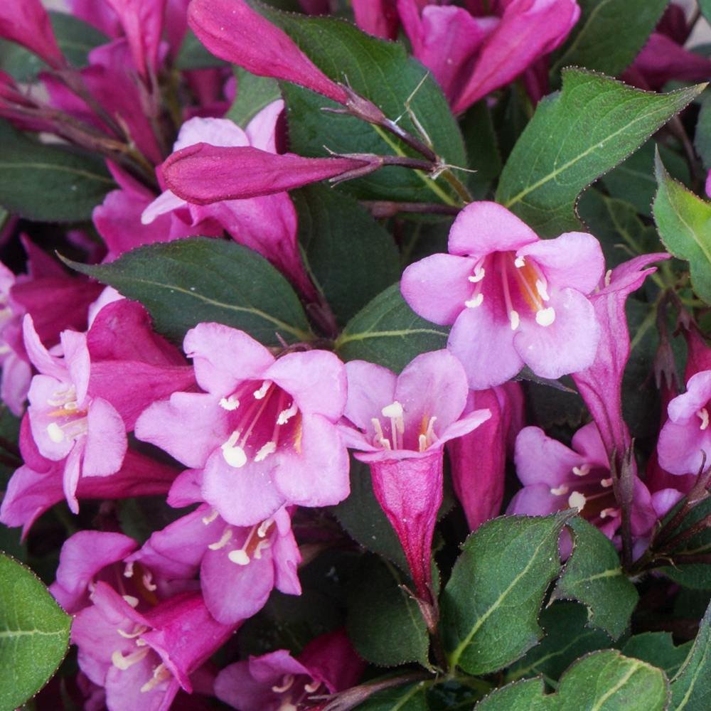 Weigela Minuet, cu flori roz si mijloc galben - VERDENA - 40 - 50 cm inaltime, ghiveci de 3 l