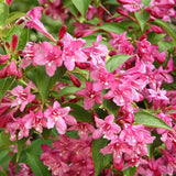 Weigela Minuet, cu flori roz si mijloc galben - VERDENA - 40 - 50 cm inaltime, ghiveci de 3 l