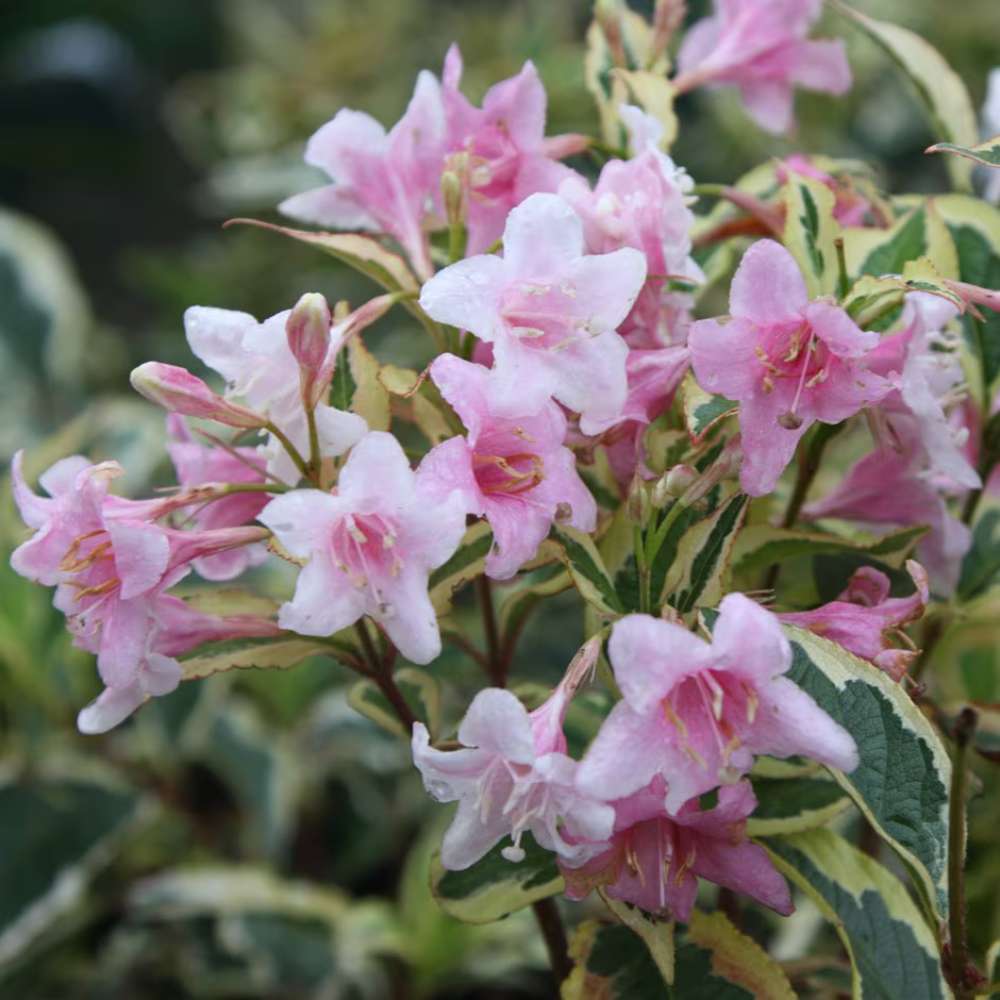 Weigela Florida Variegata, arbust decorativ cu frunze pestrite si flori roz, ramuri arcuite curgatoare